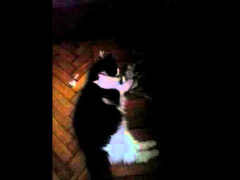 ლუ(ლუდოვიკო)  კონკურსისთვის \"წლის ნიჭიერი\"  Balto