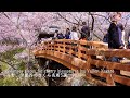 The 5 famous places for cherry blossoms in Ina Valley, Nagano. Takato was still amazing!