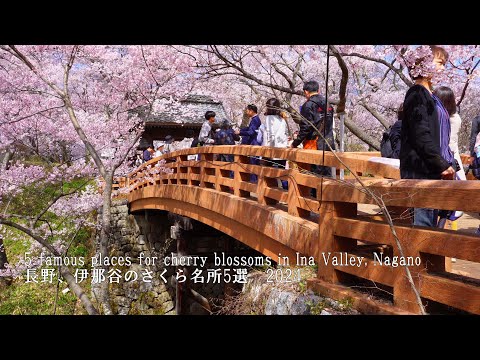 The 5 famous places for cherry blossoms in Ina Valley, Nagano. Takato was still amazing!