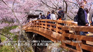 The 5 famous places for cherry blossoms in Ina Valley, Nagano. Takato was still amazing! by Japan Travel Walk 27,361 views 1 month ago 45 minutes