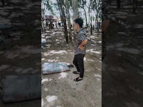 Video nghề cạo mủ cao su kiếm tiền triệu mỗi ngày - youtube