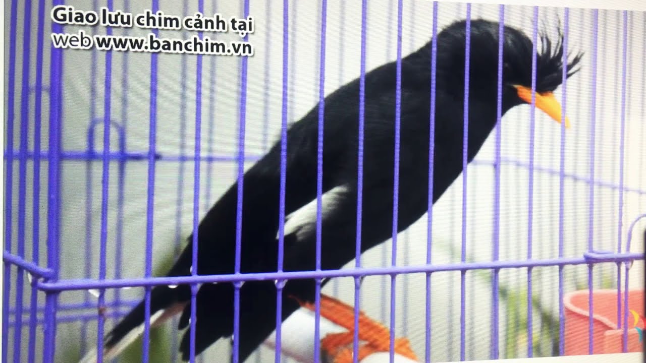 Dậy chim sáo nói chuyện mẹ ơi có khách