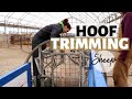 Three Days of Hoof Trimming Sheep (HOW WE TRIM SHEEP HOOVES): Vlog 176