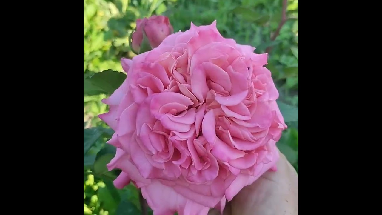 Запрошую у літо. Чайні  ,спрей і інші .