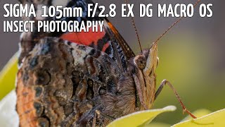 Nikon d5300   Sigma 105mm f/2.8 EX DG macro OS (insect photography) - photos   settings