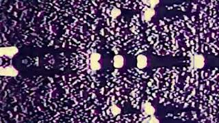Aster - Purple