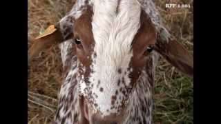 ZAFRA  FERIA DE PRIMAVERA 2.013