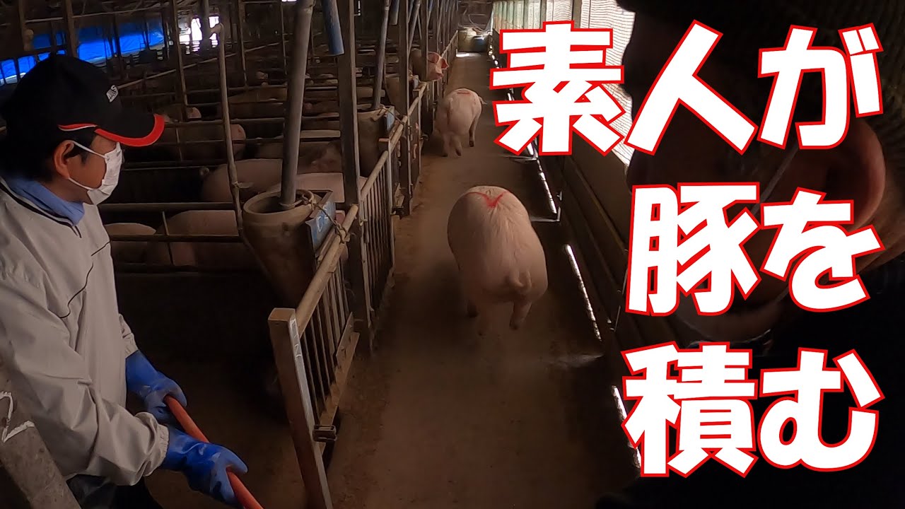 素人が豚を積めるのか？　肉豚出荷　1月27日