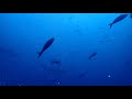 Diving with Galapagos hammerhead sharks in strong current.