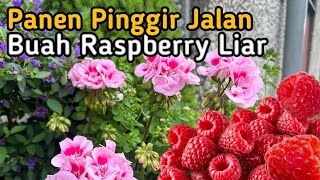 Download Lagu Panen Buah Raspberry Liar Pinggir Jalan ll Buahnya Manis \u0026 Segar MP3 Download Lagu Panen Buah Raspberry Liar Pinggir Jalan ll Buahnya Manis \u0026 Segar MP3