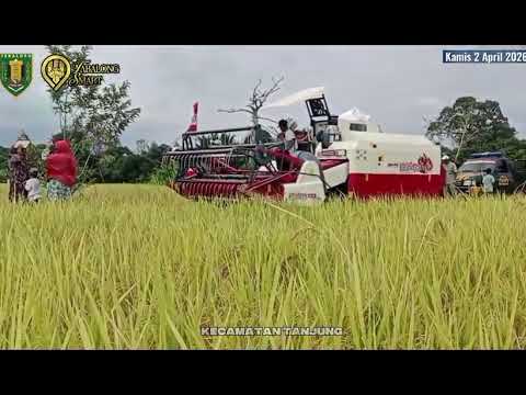 SYUKURAN PANEN RAYA PADI SAWAH - KELOMPOK TANI SUKA MAJU DESA JUAI KECAMATAN TANJUNG