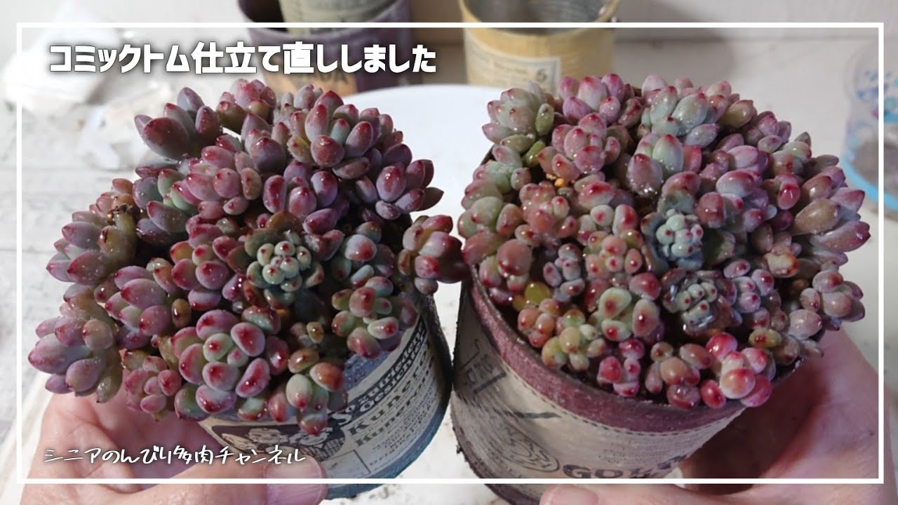 140】＊多肉植物＊コミックトムが…😞💧2024年2月4日 - YouTube