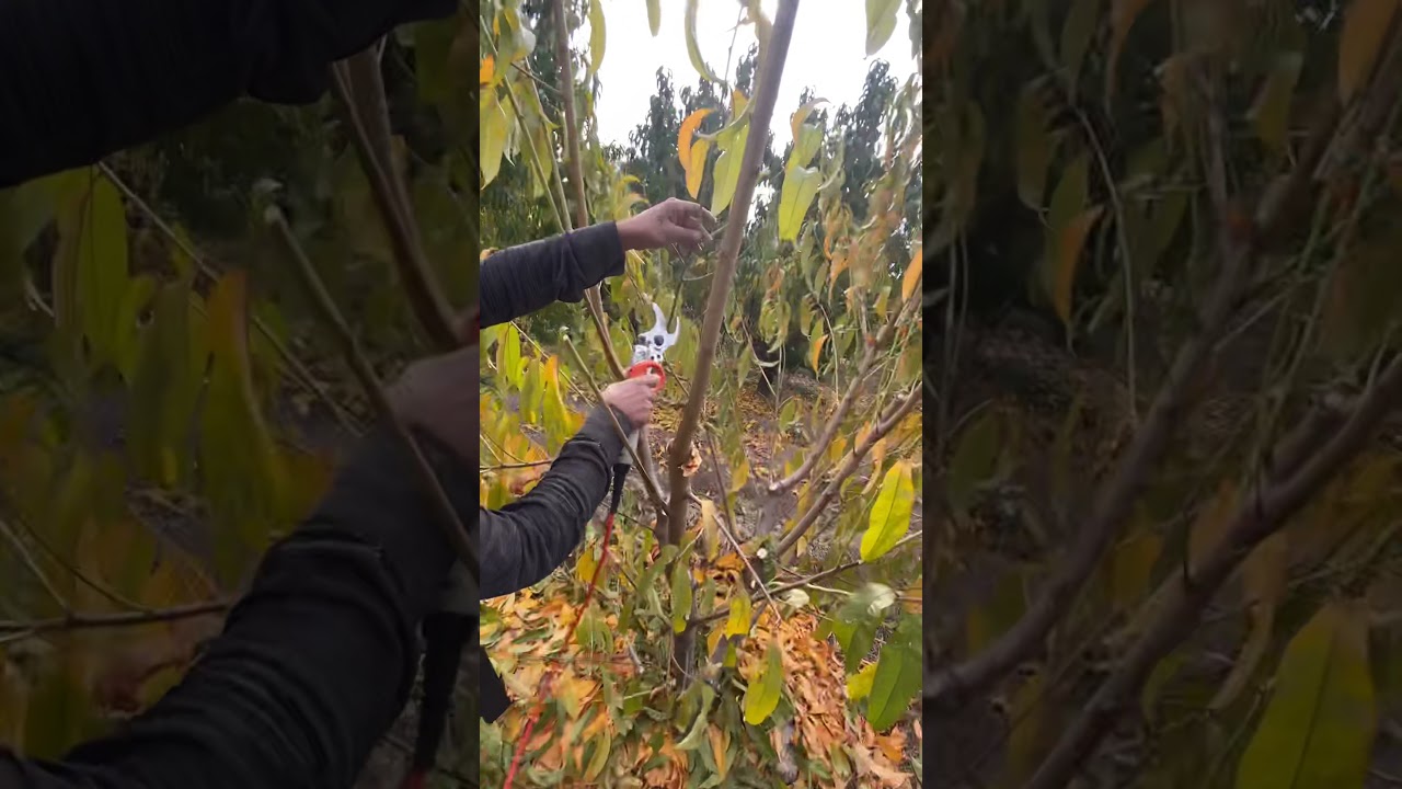 Դեղձենու Էտ և Բացատրություն