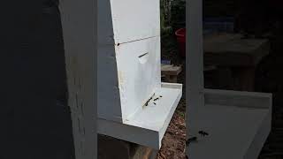 Bee Update #honeybee