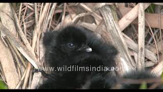 Black little fluffies: White-breasted Waterhen chicks leave their nest to learn swimming with mom
