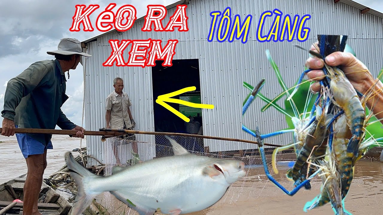 Mùa Nước Lũ Về Kéo Theo Đàn Cá Lớn Số Lượng Cả Trăm Tấn Người Dân Dùng Mọi Cách Để Đánh Bắt Tập 92 