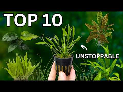Top 10 Easy Aquarium Plants That Won’t Die!