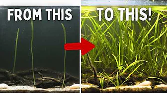 Top 10 Easy Aquarium Plants That Won’t Die!