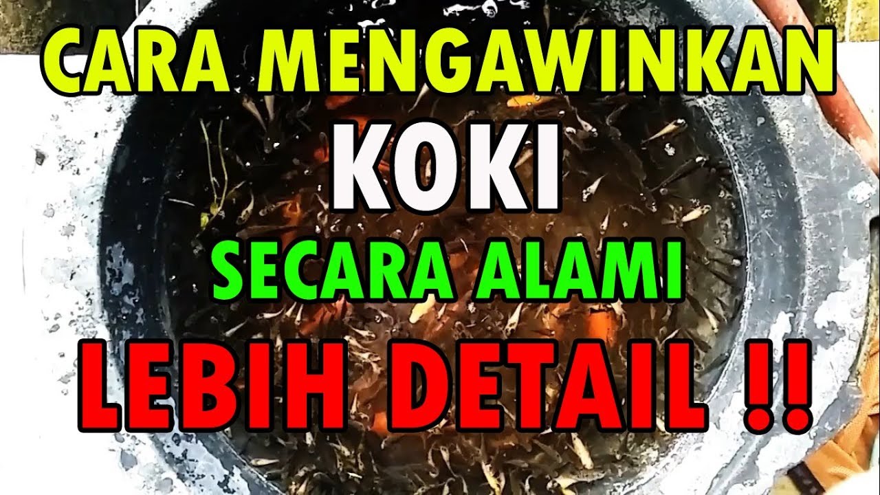 Cara Mengawinkan Koki Lebih Detail - Budidaya Koki - Ternak Ikan Koki
