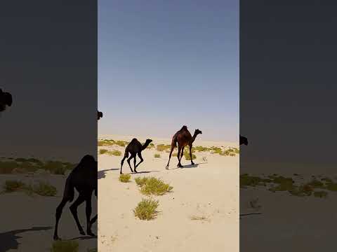 Camal Video Camel Horsetrack Animalsounds Equestrianjourney Animals 