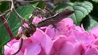 “Daily vlog #1 “!#love #reptiles #2026 #snake #animals #dailyvlog #rain #life #nature #new #best 