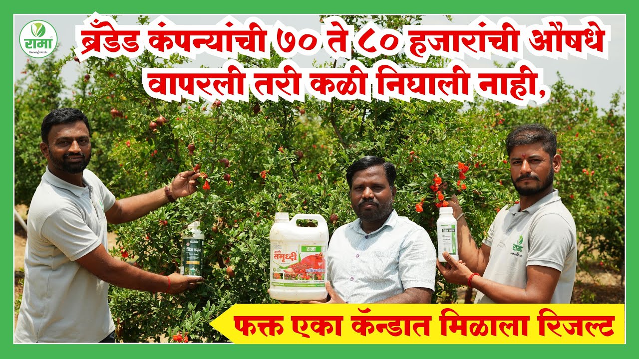 ब्रँडेड कंपन्यांची ७० ते ८० हजारांची औषधे वापरली तरी कळी निघाली नाही,फक्त एका कॅन्डात मिळाला रिजल्ट