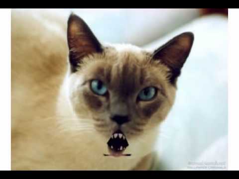Maths Crazy Talk - Educat on converting fractions to decimals.flv