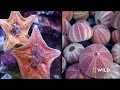 Underwater Killers (Full Episode) | World's Deadliest