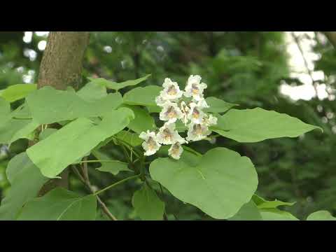 Surmia - Catalpa w fitoterapii i kosmetyce, dr Henryk Różański