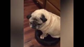 Dogs on Roombas