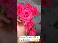 Terrace Garden 😍 🌺 #Youtube shorts #Love Gardening #Virel shorts #👍✨😍🎀💐