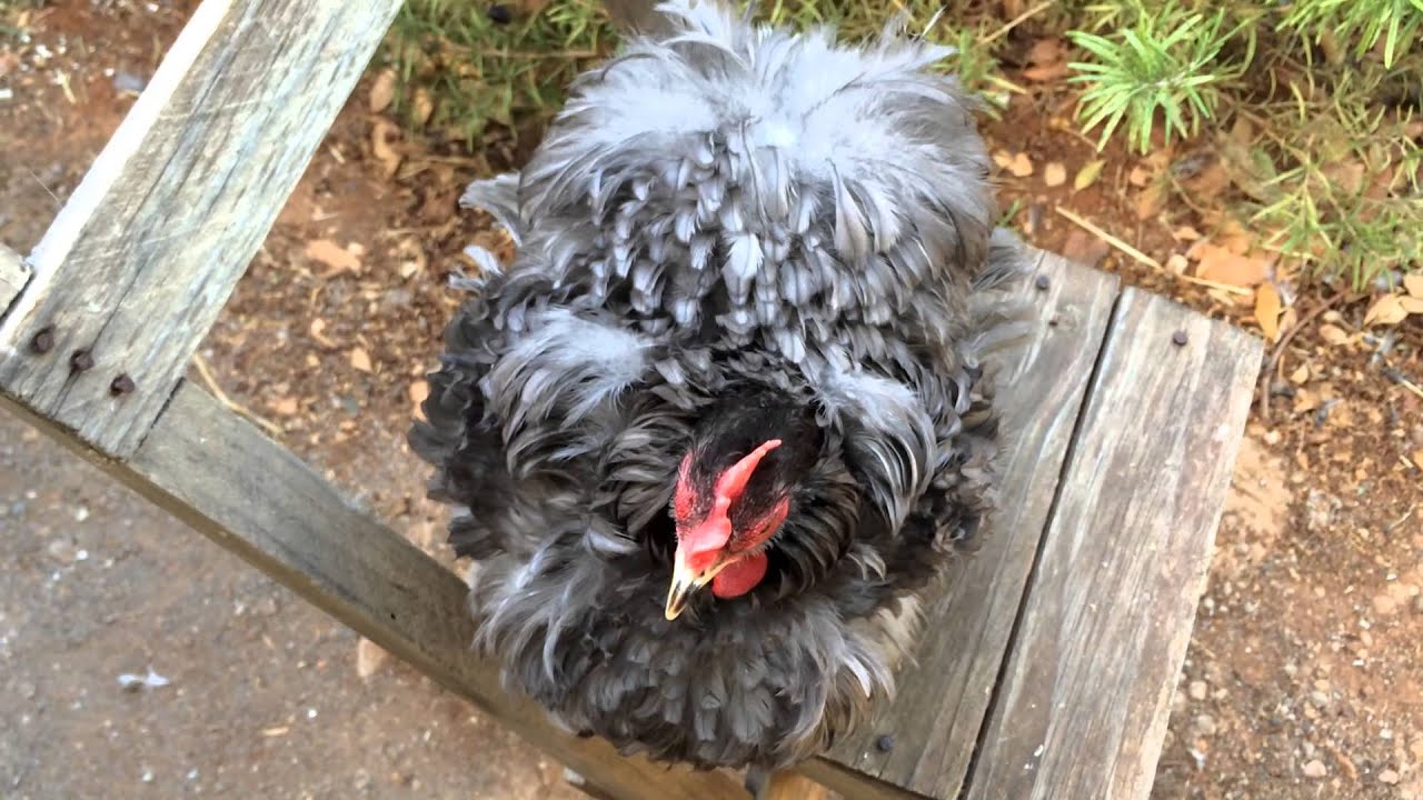 GALLINA PEKIN RIZADA CON 6 MESES COLOR AZUL - YouTube