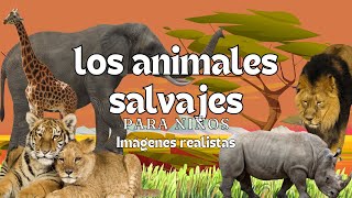 Wild Animals - Educational Videos - Montessori Momers