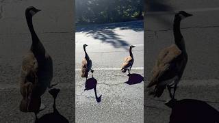 Canadian Geese in action.. #goose #birdlover #nature