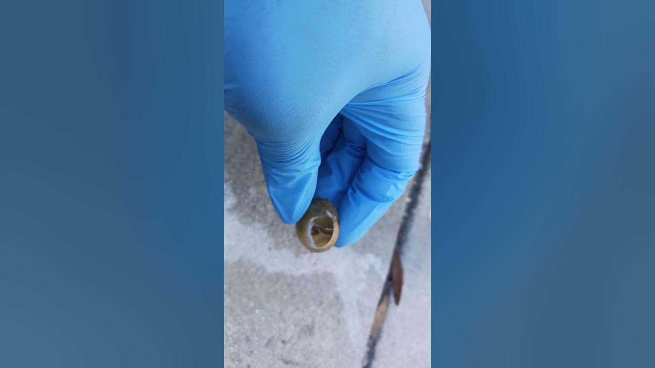How snails hibernate part 2 vero beach pest control splash YouTube
