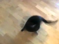 Saku, the amazing spinning cat