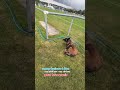 pensez toujours à bien sociabiliser vos chiens pour leur avenir