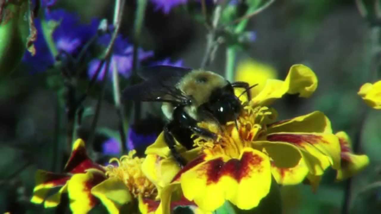 High Definition Pollination video - YouTube