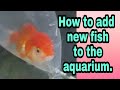 How to Add new fish to the aquarium.