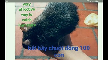 Bao cù bắt trọn bầy chuột đồng cả 100 con- phần 2 🙌🐀🐀🐁 catch all the field mice 100