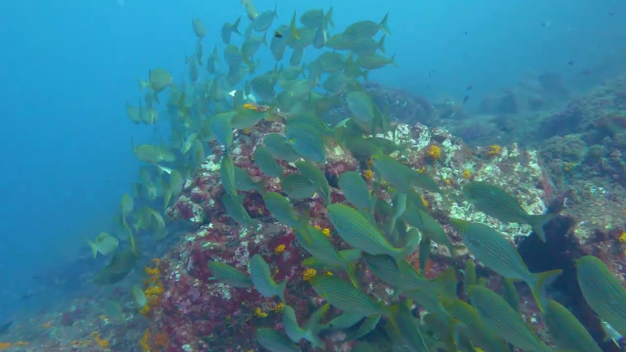 Buceo en La Herradura (Almuñecar, Granada) - Octubre 2025