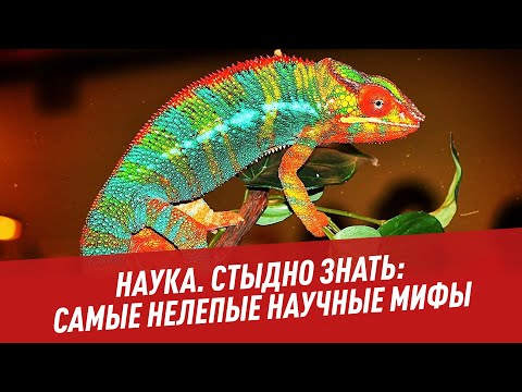 Видео: 10 мифов о сердечных червях