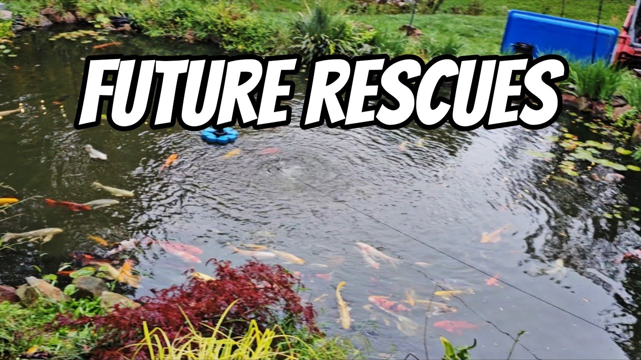 Future Rescues 