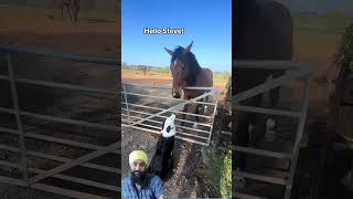 #horse #equestrian #funnyimages #failgag #failgag #comedy #comedy #funny #funny #funnymemes #funnyme