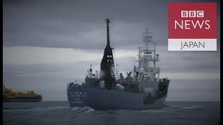 日本船の捕鯨映像を公開　豪政府と情報公開争ったシー・シェパード