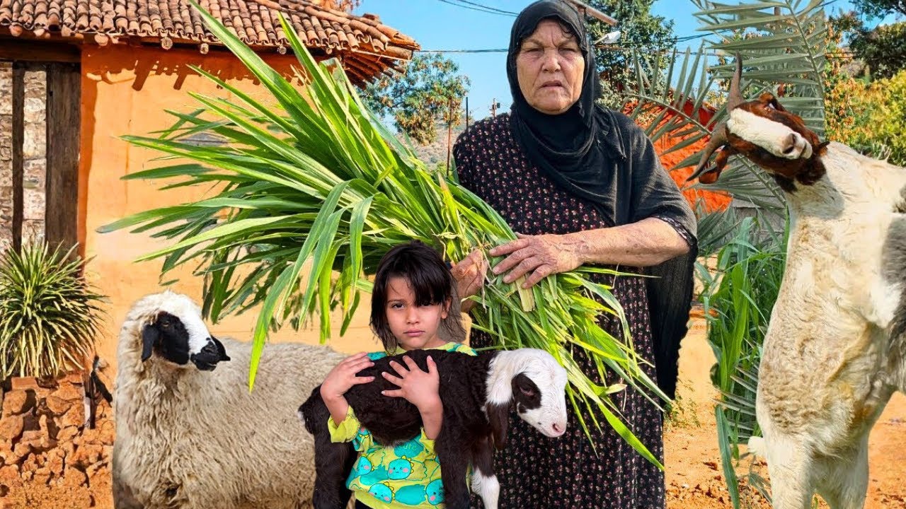 قصة حياة جدة وحيدة في جنوب إيران: خبز يدوي، رعاية الغنم، وصراع البقاء في الحياة الريفية التقليدية