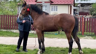 Коні Ваговози🐴.Заїхали до друзів в гості.Чудова пара кобил.Лошак на продажу.Потомство Рубіна🔥🔥🔥