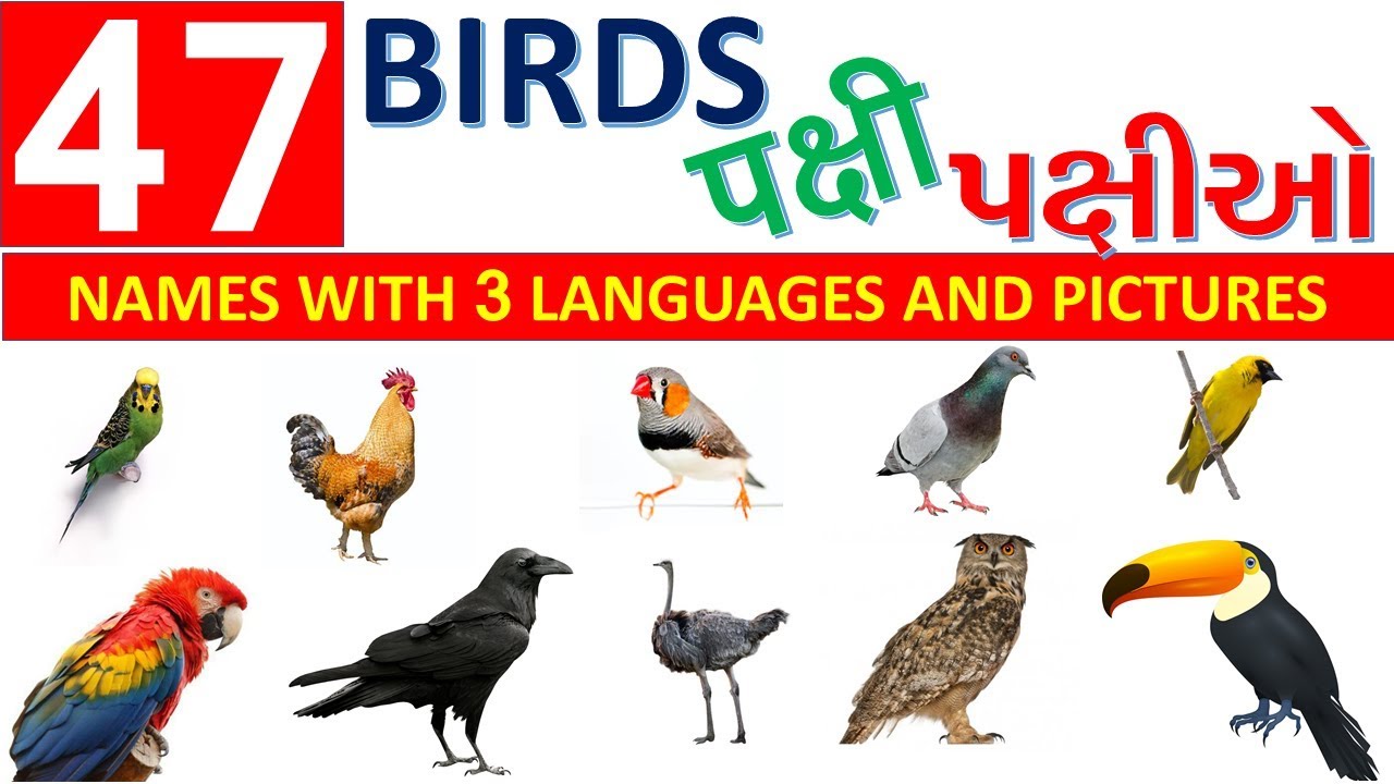 BIRDS NAMES IN GUJARATI AND HINDI AND ENGLISH II LEARN ABOUT BIRDS