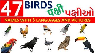 birds hindi english names gujarati learn