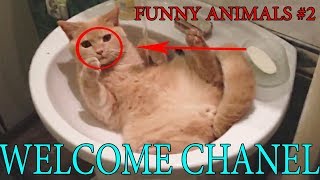 ЛУЧШИЕ ПРИКОЛЫ С ЖИВОТНЫМИ | #ПРИКОЛЫ 2018 | ЖИВОТНЫЕ | FUNNY ANIMALS #2